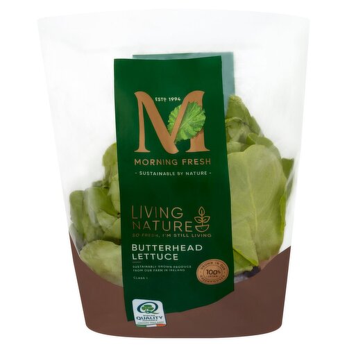 Living Butterhead Lettuce (1 Piece)